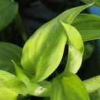 ( террариум )yamasakikazla( водный лист )( нет пестициды )( 1 шт. )