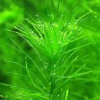 ( водоросли )la Garo шифон mada газ kalien sis( нет пестициды )(5шт.@)