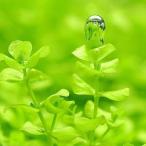 ( водоросли ) Large pearl-grass ( подводный лист )( нет пестициды )(5шт.@)