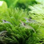 ( креветка )mi Nami пресноводная креветка (60 шт )(+1 сломан дополнение ) Hokkaido авиапочта необходимо теплоизоляция 