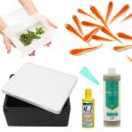 私の小さなアクアリウム楊貴妃メダカ...