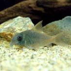 ( тропическая рыба ) Corydoras * темно синий ko roll ( wild )(1 шт ) Hokkaido авиапочта необходимо теплоизоляция 