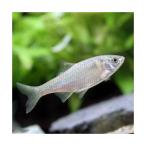 ( пресноводная рыба )matanago(1 шт )