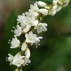 ( биотоп ) водное растения si осел na Sakura tate( нет пестициды )(1 pot ).. растения 