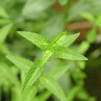 ( биотоп ) водное растения белый ne( нет пестициды )(1 pot ). сырой растения 