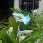 ( тропическая рыба )RREA* аквамарин neon ( топаз )* Guppy ( местного производства Guppy )(1 пара ) Hokkaido авиапочта необходимо теплоизоляция 
