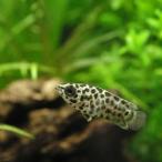 レオパード・クテノポマＳサイズ北海...