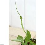 ( луговые и горные травы )kalasbi shaku ( половина лето . рисунок .) 3 номер (1 pot )(.. состояние )