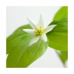 ( луговые и горные травы )chigo лилия (.. 100 .)3 номер (1 pot )(.. состояние )