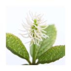 ( луговые и горные травы )hitolisizka( один человек тихий ) 3 номер (1 pot )(.. состояние )