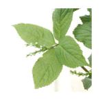 ( луговые и горные травы ) крышка lisizka( 2 человек тихий ) 3 номер (1 pot )(.. состояние )