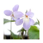 ( луговые и горные травы )s Mille ( фиолетовый )tachitsu Boss Mille (. цубо фиолетовый )2.5~3 номер (1 pot )(.. состояние )