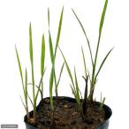 ( луговые и горные травы )ma Como ( подлинный .)(1 pot )(.. состояние )