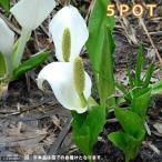 ( луговые и горные травы )mizbashou( вода ..)3~4.5 номер (5 pot комплект )