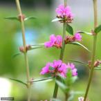 ( луговые и горные травы )miso - gi(.. цветок )(1 pot )(.. состояние )