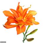 ( биотоп ) водное растения yab can слон 3.5 номер (1 pot ). сырой растения 