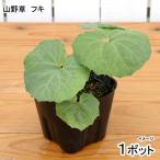 ( луговые и горные травы ) дикоросы fki(.) 3~4 номер (1 pot ) огород (.. состояние )