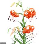 ( луговые и горные травы ) лилия ( 100 .)oni лилия (. 100 .)(.. АО )2.5~3 номер (1 pot )(.. состояние )