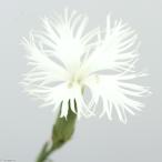 （山野草）ナデシコ（撫子）白花カワラナデシコ（白花河原撫子）３号（１ポット）