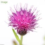 ( луговые и горные травы ) Noah The mi(..) 3 номер (3 pot )