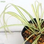 ( луговые и горные травы ). ввод can sge(be Agras . ввод холод .) 3 номер (1 pot )