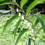 ( луговые и горные травы )naruko лилия ( трещотка наруко 100 .) 3 номер (1 pot )(.. состояние )