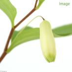 ( луговые и горные травы )wanigchi saw (...) 3 номер (1 pot )(.. состояние )