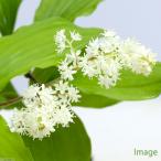 ( луговые и горные травы )yuki The sa( снег .)(.. состояние ) 3 номер (1 pot )(.. состояние )