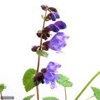 ( луговые и горные травы )lashoumonkazla(. сырой ..) 3 номер (1 pot )(.. состояние )