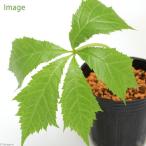 ( луговые и горные травы )yagruma saw ( стрела машина .)3 номер (1 pot )(.. состояние )