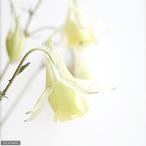 ( луговые и горные травы ) желтый цветок. yama водосбор ( желтый цветок. гора ..) 3 номер (1 pot )(.. состояние )