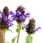 ( луговые и горные травы )utsubogsa(.. лето ..) 3 номер (1 pot )