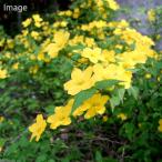 ( луговые и горные травы ) бонсай yamabki( гора дуть ..) 3~4 номер (1 pot )(.. состояние )