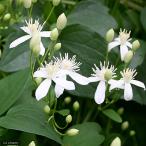 ( луговые и горные травы )sen человек saw (. человек .) 3 номер (1 pot )