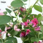 ( луговые и горные травы ) бонсай - gi( Hagi ) товар вид случайный 3~4 номер (1 pot )(.. состояние )