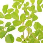 ( луговые и горные травы )teli - noi роза (. лист ..) 2.5 номер (1 pot )(.. состояние )