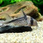 ( тропическая рыба ) Corydoras *roksozons( wild )(1 шт ) Hokkaido * Kyushu авиапочта необходимо теплоизоляция 