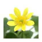 ( луговые и горные травы )himeryu поплавок nka(.. золотой цветок ) 2.5~3 номер (1 pot )