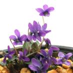 ( луговые и горные травы )s Mille ( фиолетовый )hi женский Mille (. фиолетовый ) 2.5~3 номер (1 pot )(.. состояние )