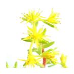 ( луговые и горные травы )meno man nengsa( самка. десять тысяч год .) 3 номер (1 pot )(.. состояние )