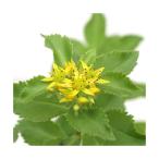 ( луговые и горные травы ) жираф saw (...) 3 номер (1 pot )(.. состояние )