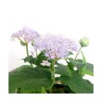 ( луговые и горные травы ) бонсай tama гортензия ( шар фиолетовый . цветок ) 3 номер (1 pot )(.. состояние )