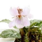 ( луговые и горные травы )s Mille ( фиолетовый ). ввод hinas Mille (. входить . фиолетовый )2.5~3 номер (1 pot )(.. состояние )