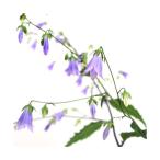 ( луговые и горные травы )sobana(..)3 номер (1 pot )(.. состояние )