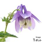 ( луговые и горные травы ) Miyama водосбор ( глубокий гора ..) 3 номер (1 pot )(.. состояние )