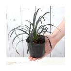 ( луговые и горные травы ) офиопогон японский чёрный дракон 3 номер (1 pot )