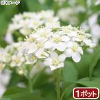 ( луговые и горные травы )kote Мали ( защита рук коте .) 3.5~5 номер (1 pot )(.. состояние )