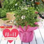 送料無料　●母の日ギフト●クレマ