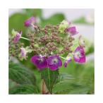 ( луговые и горные травы ) бонсай гортензия серрата ( гора фиолетовый . цветок ) товар вид случайный 2.5~3 номер (1 pot )(.. состояние )