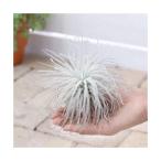 エアープランツチランジアテクトラム...